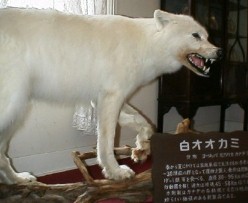 ���I�I�J�~�̔���