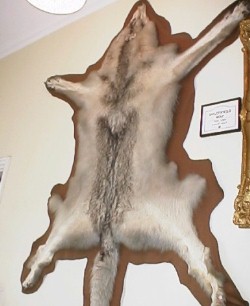 �V�x���A�I�I�J�~�̖є�͊K�i��