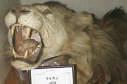 ���C�I���̖є�