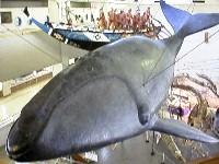 くじらの博物館