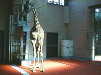 �V�����������̃L������