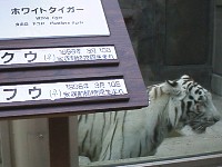 ��˃t�@�~���[�����h�Ő��܂ꂽ�z���C�g�^�C�K�[