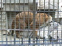 �z���C�g�^�C�K�[�ɏ���ė~���g��