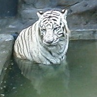 �₵���ȁc�z���C�g�^�C�K�[