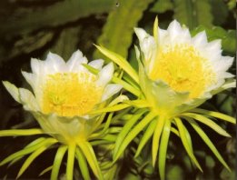心を癒してくれた花=Night blooming ceres(月下美人)