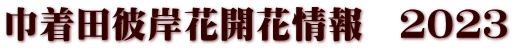 巾着田彼岸花開花情報　２０２３