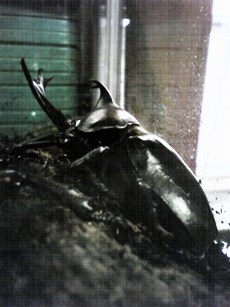 カブトムシ カブトムシ