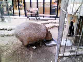 栄養食