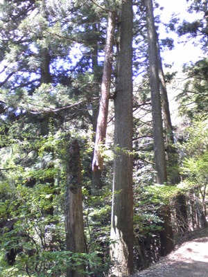 引っかかっている杉の木 引っかかっている杉の木