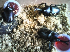 孵化したカブトムシ1 孵化したカブトムシ1