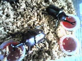 孵化したカブトムシ2 孵化したカブトムシ2