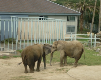 アフリカゾウ