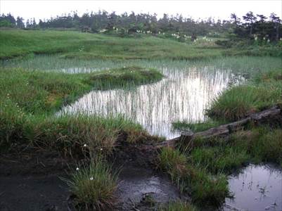 苗場山(2145m) 撮影場所:頂上湿原 撮影日時:2005/07/08 Highslide JS