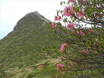 花と朝日岳 撮影場所:朝日岳山上付近 撮影日時:2013/06/09 Highslide JS