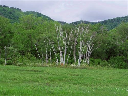 新緑の白樺 撮影場所:尾瀬ヶ原 撮影日時:2025/06/24 Highslide JS