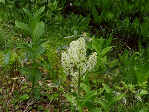 コバイケイソウ 撮影場所:尾瀬ヶ原 撮影日時:2025/06/24 Highslide JS
