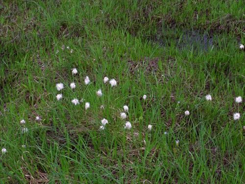 ワタスゲ 撮影場所:「尾瀬ヶ原 撮影日時:2025/06/24 Highslide JS