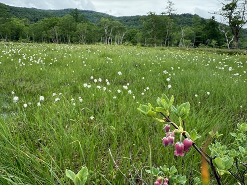 更紗満天星躑躅とワタスゲ 撮影場所:尾瀬ヶ原 撮影日時:2025/06/24 Highslide JS