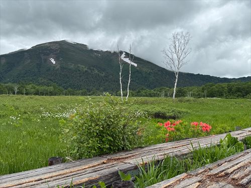 木道脇のレンゲツツジ 撮影場所:尾瀬ヶ原 撮影日時:2025/06/24 Highslide JS