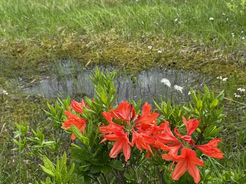 木道脇のレンゲツツジ 撮影場所:尾瀬ヶ原 撮影日時:2025/06/24 Highslide JS