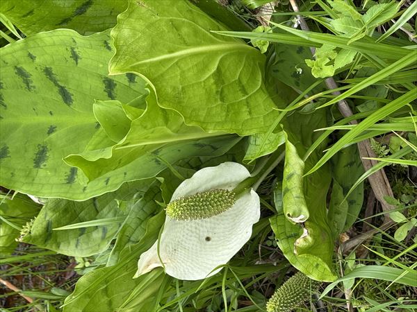 ミズバショウ 撮影場所:尾瀬ヶ原 撮影日時:2025/06/24 Highslide JS