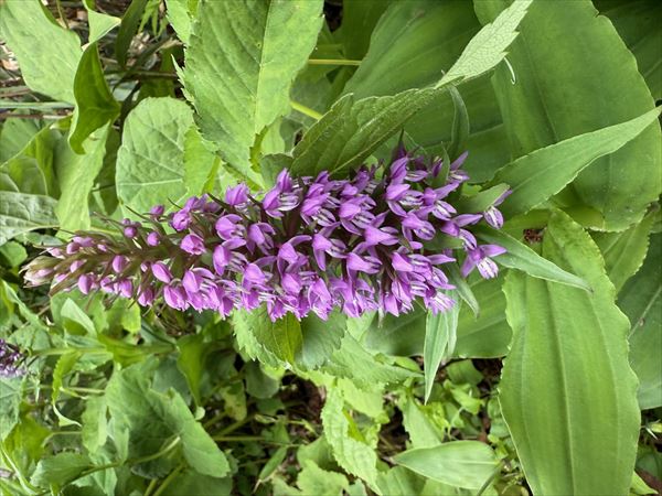 ハクサンチドリ 撮影場所:尾瀬ヶ原 撮影日時:2025/06/24 Highslide JS