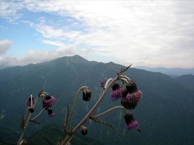 朝日岳(1945m)と白毛門(1720m) 撮影場所:巌剛新道 撮影日時:2009/08/23 Highslide JS