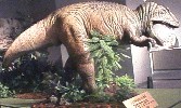アロサウルス(アメリカの恐竜展)