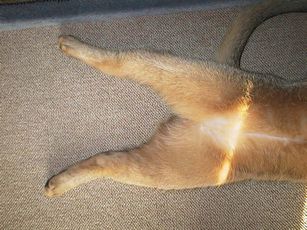 �A�V�����I