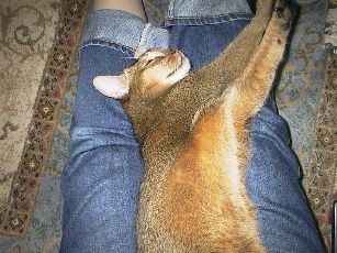 �N�b�V�������Ă��