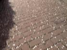 �v�`�o�~�B�e������́u���U�铹�v�H�I��