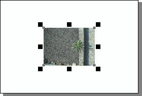 草写真インポート.gif 10Kb