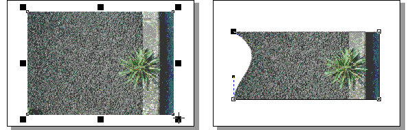 草写真変形.gif 24Kb