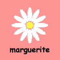 Marguerite.gif 2Kb
